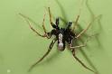 Pardosa_lugubris_D7403_Z_88_NP De Hoge Veluwe_Nederland